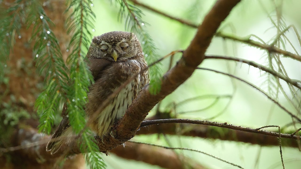 A pygmy owl family