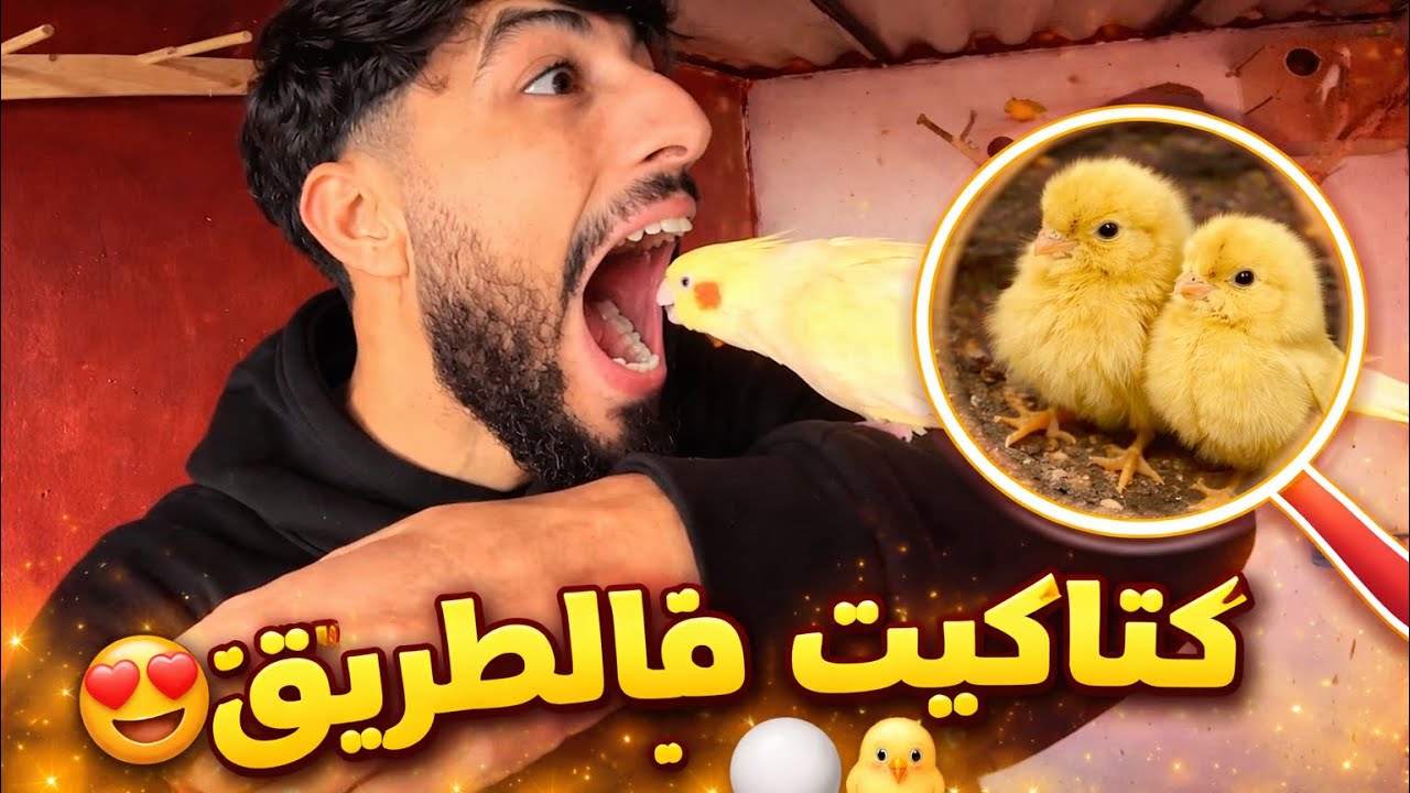كتاكتيك فالطريق 🦜😍