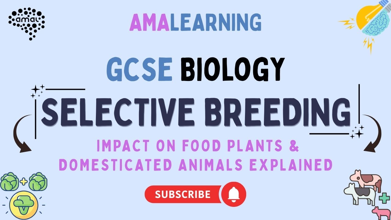 GCSE Biology - Selective Breeding Impact on Food Plants & Domesticated Animals Explained