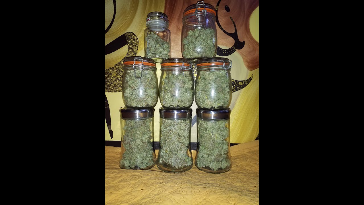 Critical XXL - Zambeza