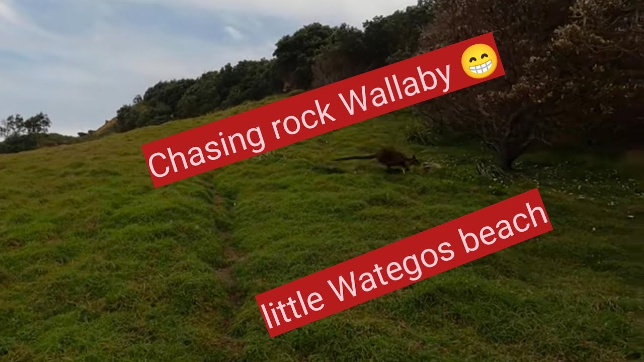 Chasing rock Wallaby at Little Wategos beach, Byron bay, Australia