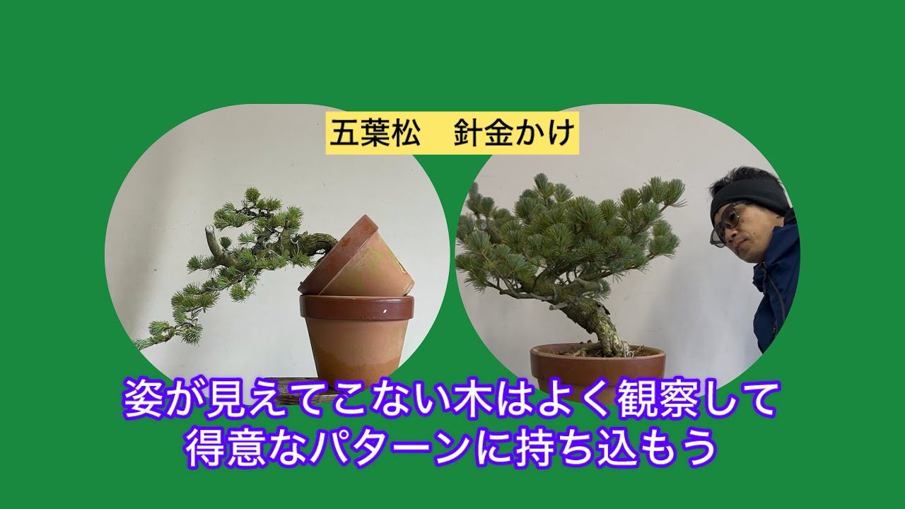盆栽　五葉松　針金かけ　よく観察して、得意な型に持ち込むことは大事だよね。
