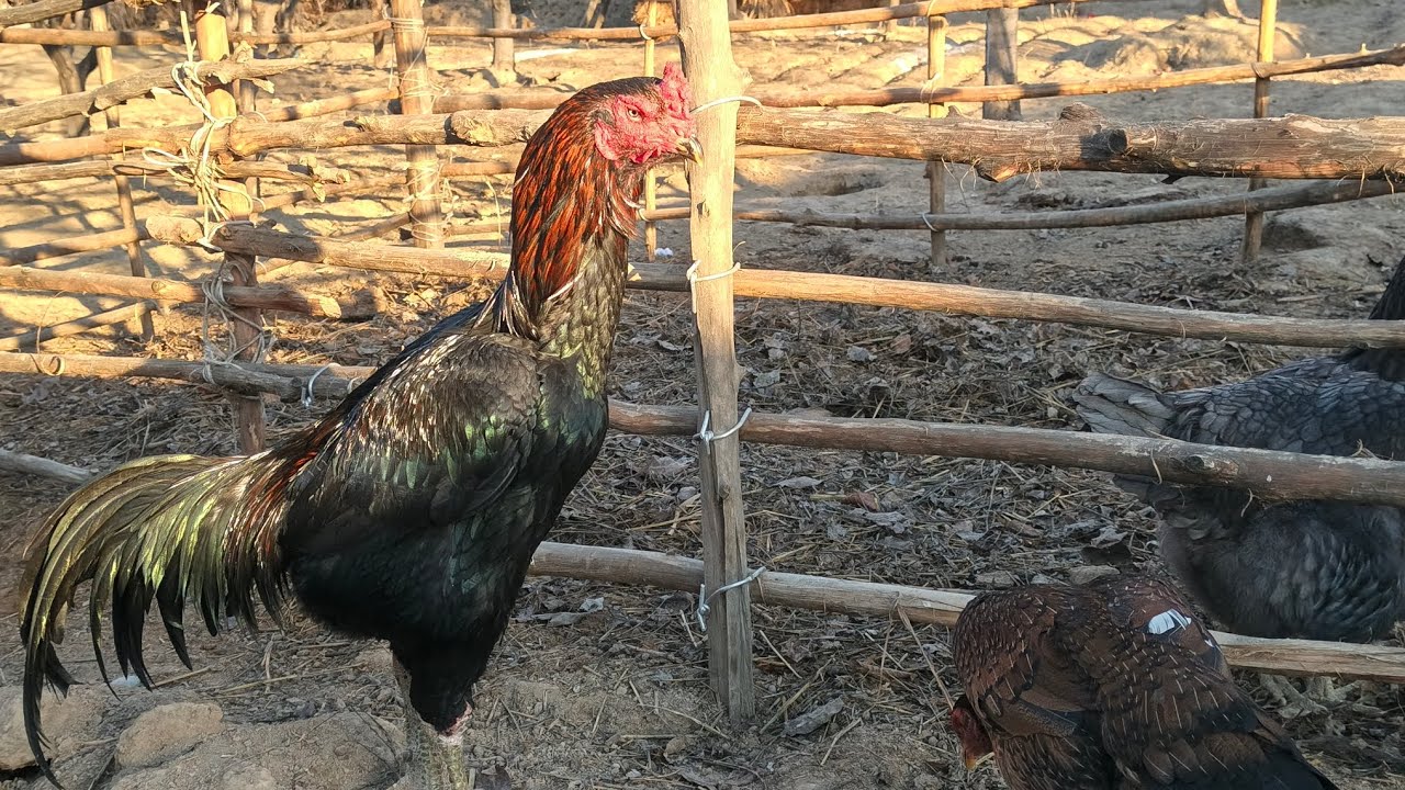 Joʻjalar tuxum qoʻyishni boʻshladi