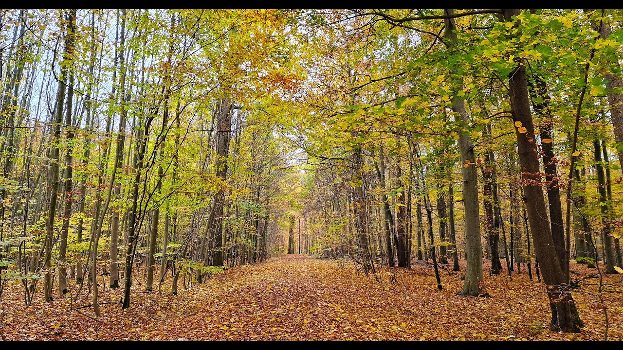 Herbstwald