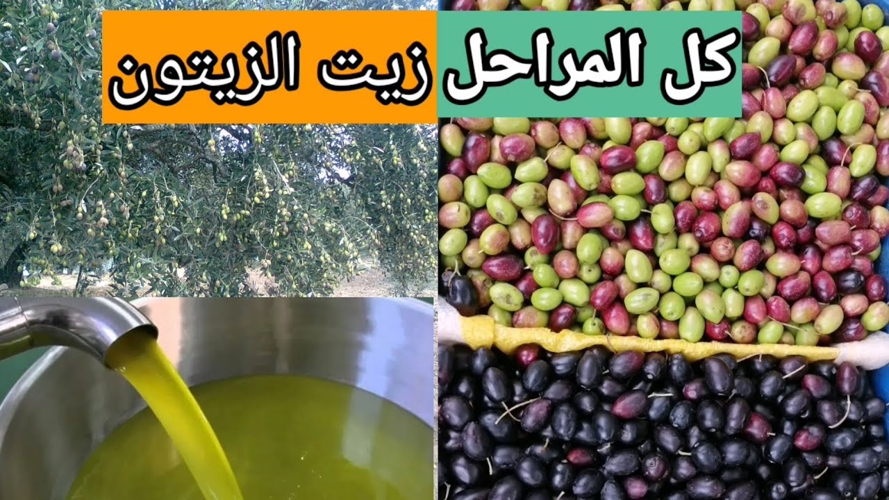 مراحل عصر زيت الزيتون مصمودة وزان          roads of Morocco   4k