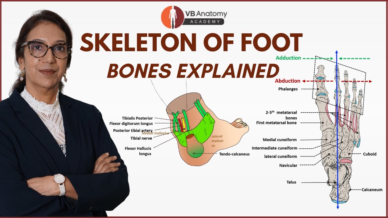 Bones of Foot: Explained | Talus, Calcaneus, Navicular, Cuboid, Cuneiforms & Metatarsals