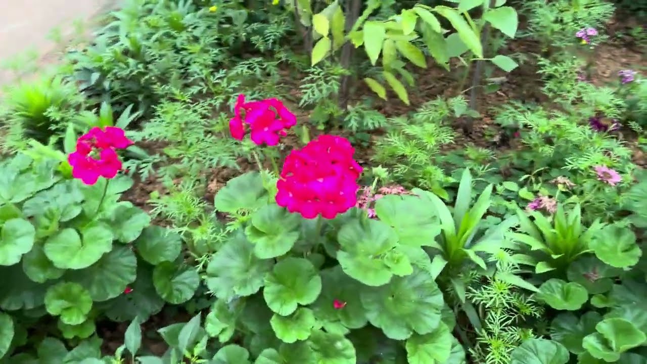 Vườn xuân, sau 2 tháng trồng, được thu hoạch và trồng một đợt mới