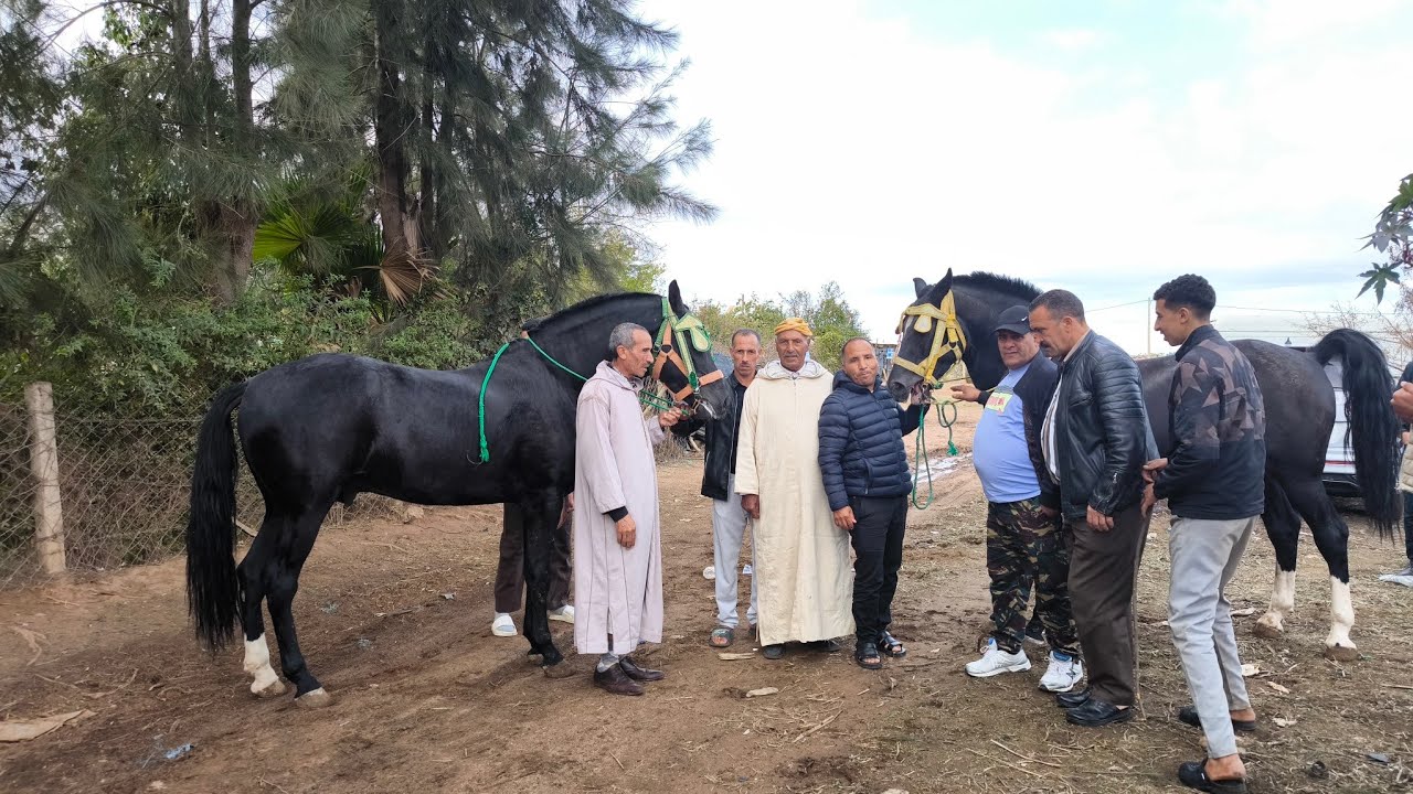 حميد تيك توك جاو عنده شي ناس الشرا اليوم جدع من عد با السحيمي تولوا معنا في المليح
