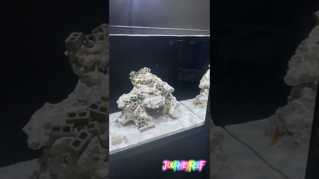 Adding First Fish (Pajama Cardinal) -JourneyReef-