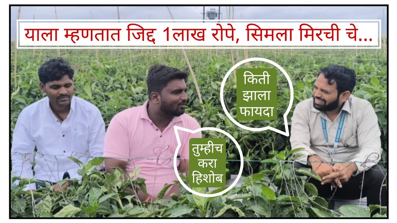 1 लाख रोपे लावून जिद्दीने आणला सिमला चा प्लॉट #borgave #borgave_technology #सिमला #farmer #मिरची 