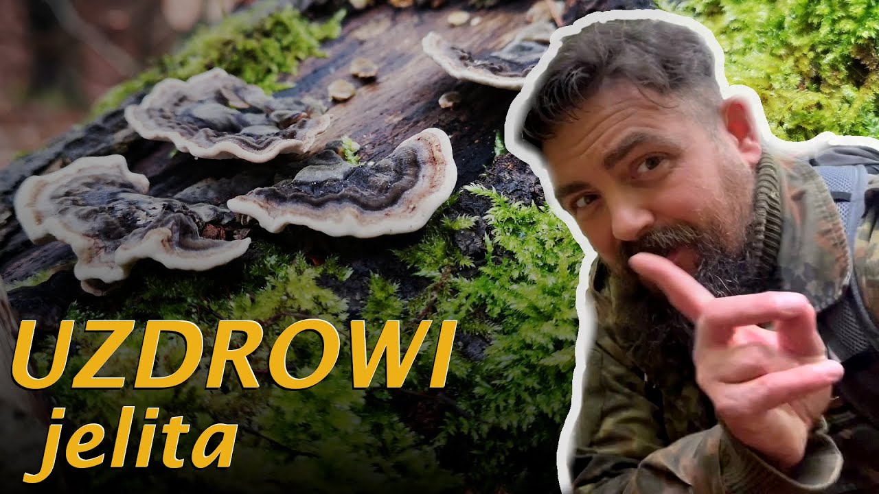 Trametes versicolor - Wrośniak r&oacute;żnobarwny - mocarz wśr&oacute;d grzyb&oacute;w leczniczych