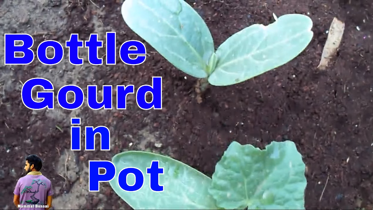 छत पे लगाए गोल घीया की बेल /How to Grow Bottle Gourd Round Vine in Pot -May 2017 /Mammal Bonsai