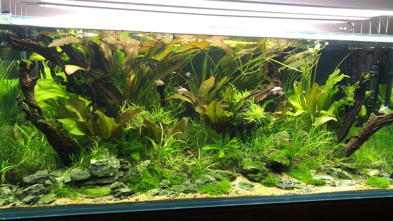 Echinodorus land: sesión de mantenimiento