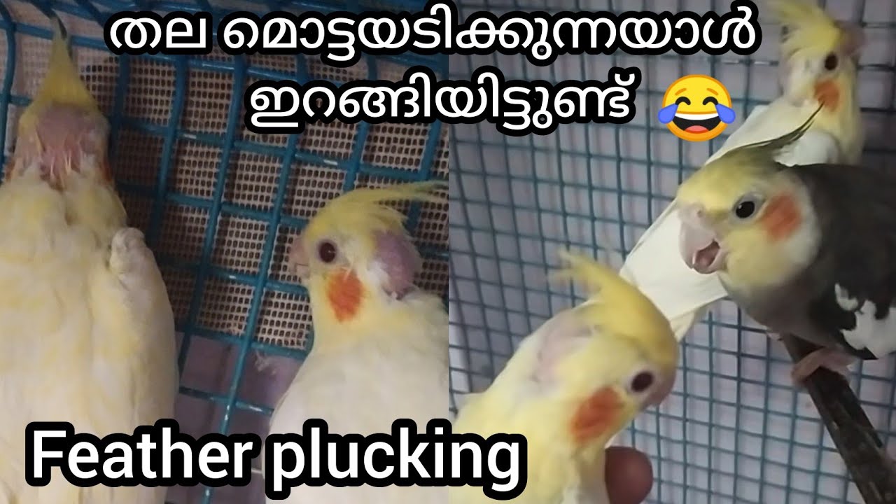 feather plucking/ funny cockatiel bird😆😆 #paravakoottam