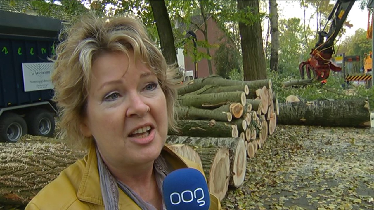Gezonde bomen gekapt in Lewenborg: 