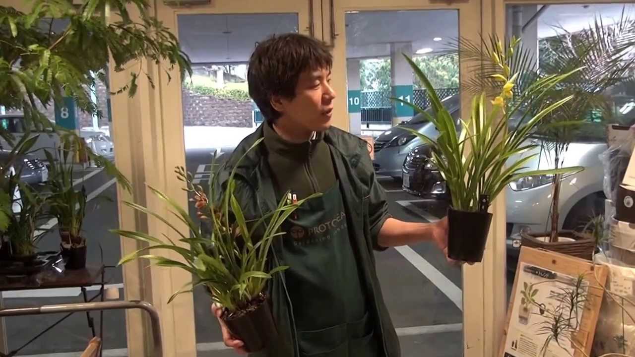 和蘭の育て方・日常管理
