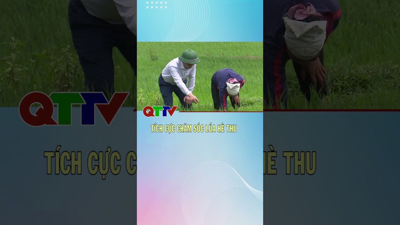 Tích cực chăm sóc lúa Hè Thu| QTTV 