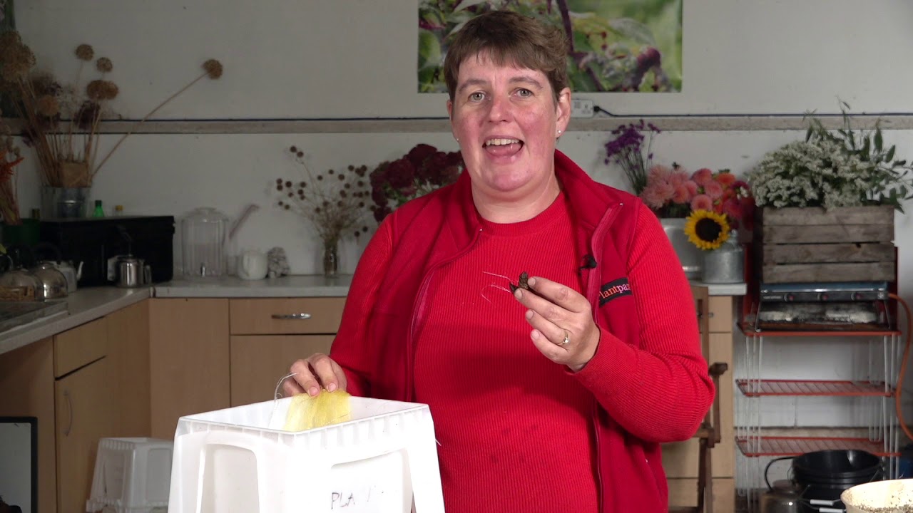 How to chit Anemones