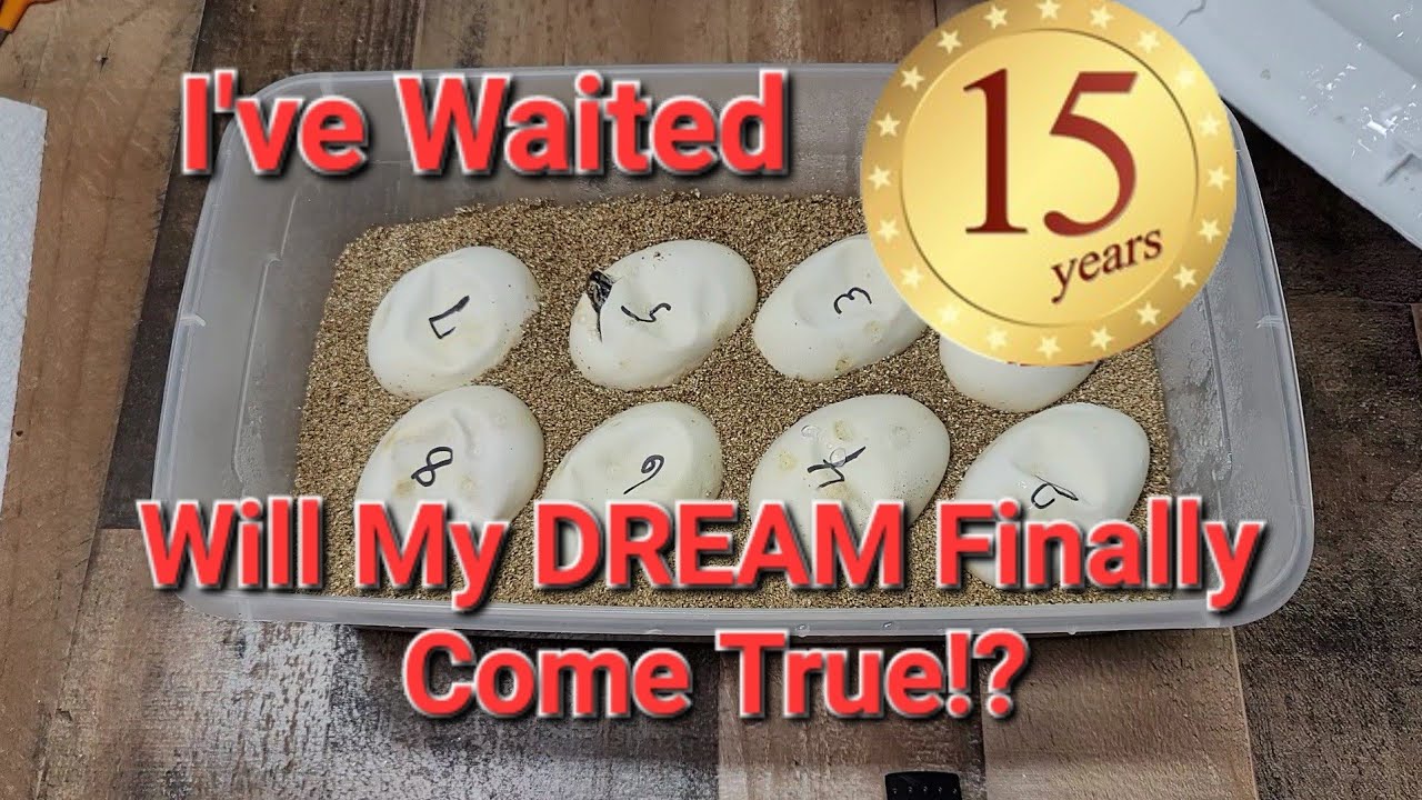 Clutch Cutting - Will My Dream Finally Come True after 15 YEARS!?