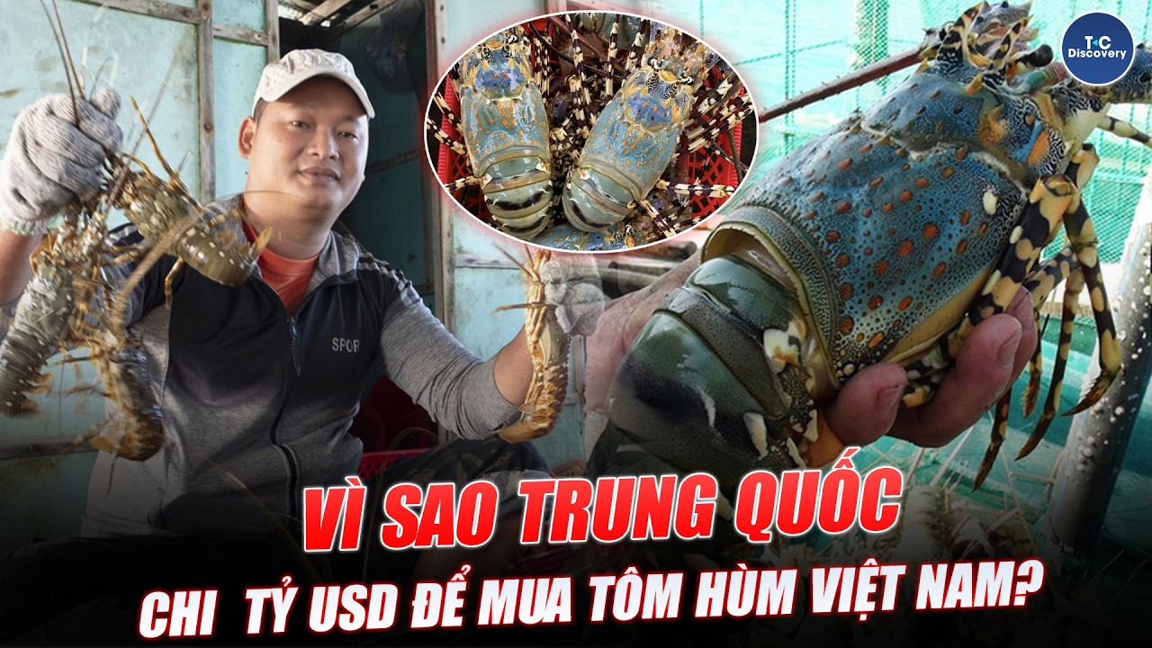VÌ SAO TRUNG QUỐC CHI HÀNG TỶ USD ĐỂ MUA TÔM HÙM VIỆT NAM?