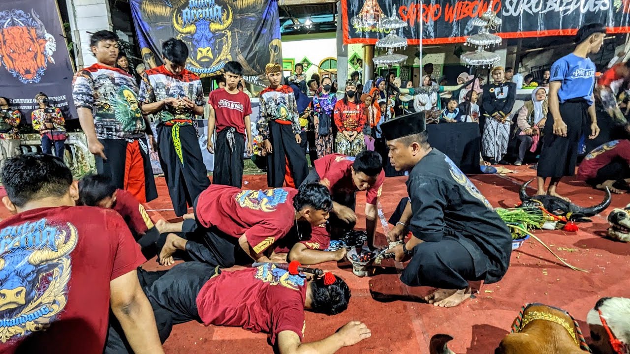 Kesenian Bantengan PUTRA AREMA Full Kalapan Horor Obrak - Abrik Kalangan