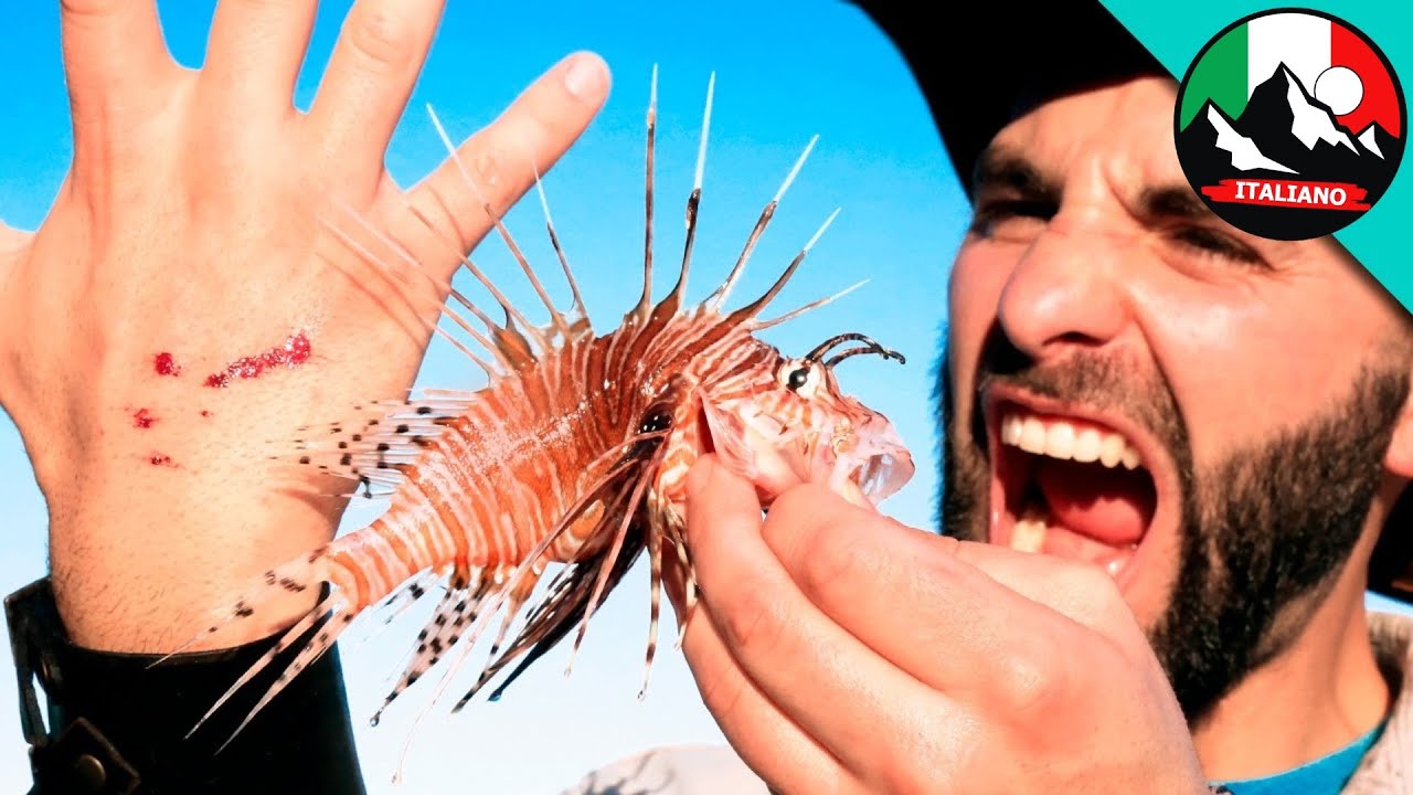 MORSO DI PESCE LEONE | Brave Wilderness Italiano