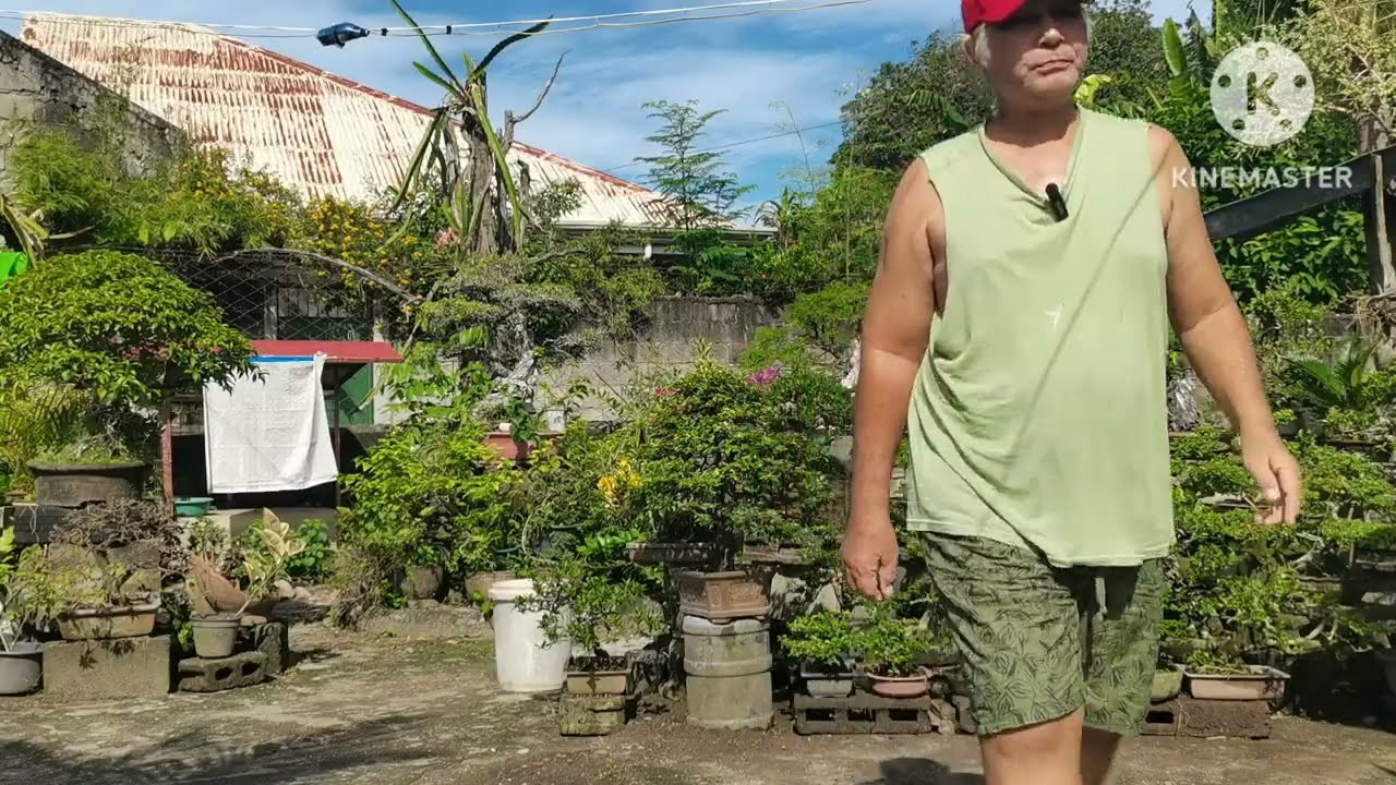 Another Bonsai Day 🌿 They Cut My Bonsai Material?! | New Bonsai Design