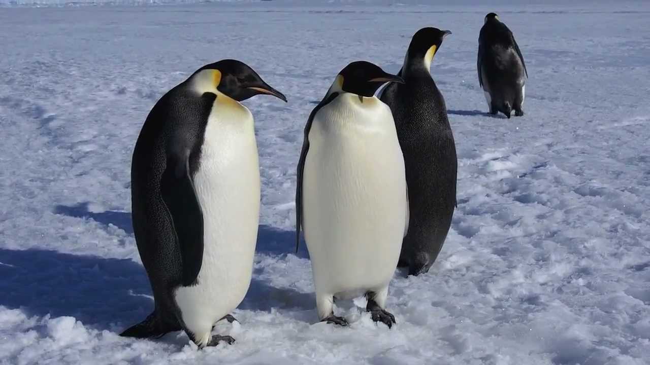Adelie and Emperor Penguins