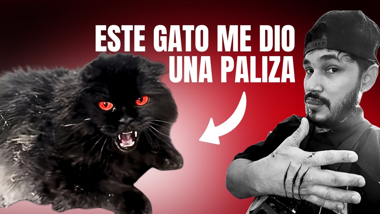 ESTE GATO DEL DIAVLO ME DIO UNA PALIZA 😫 