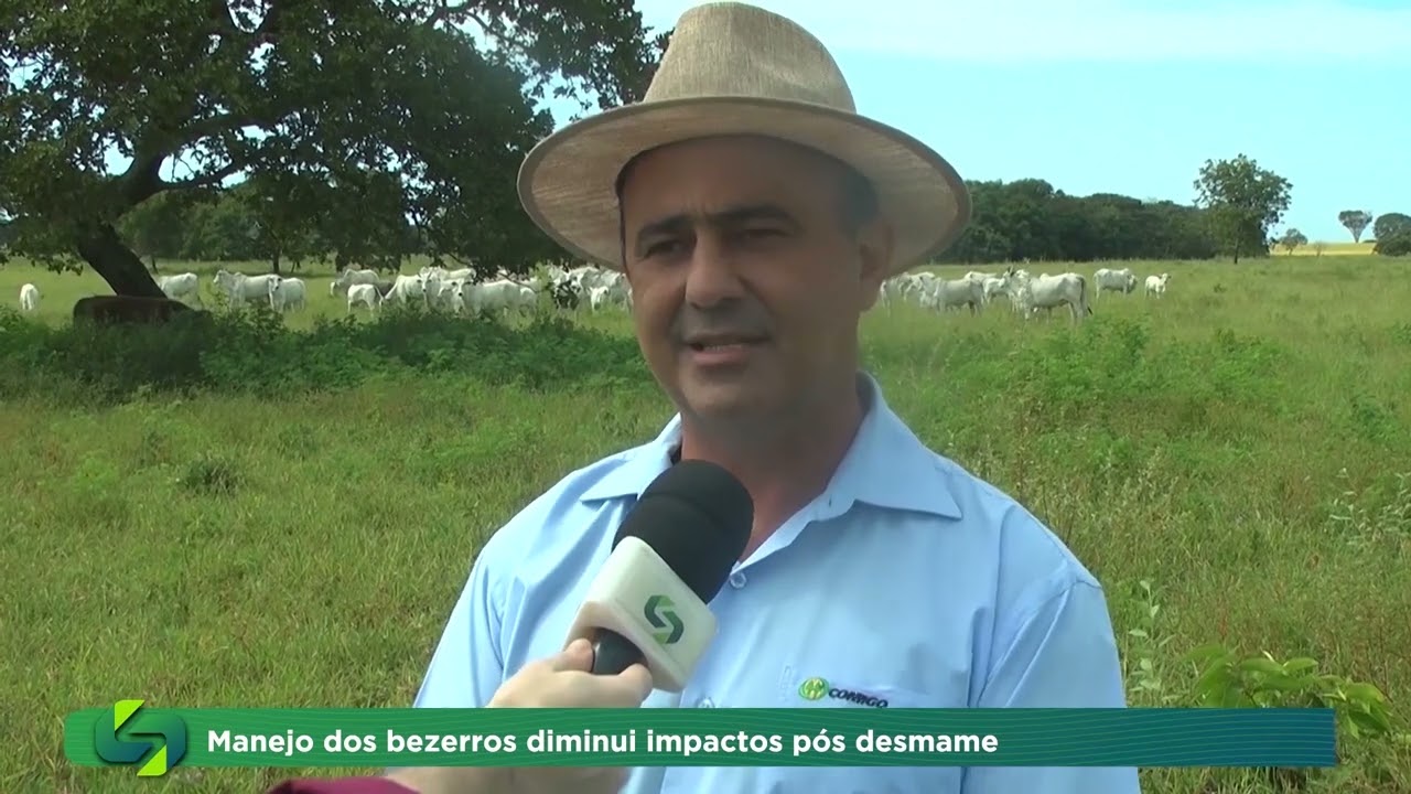 Cuidados no p&oacute;s desmame de bezerros