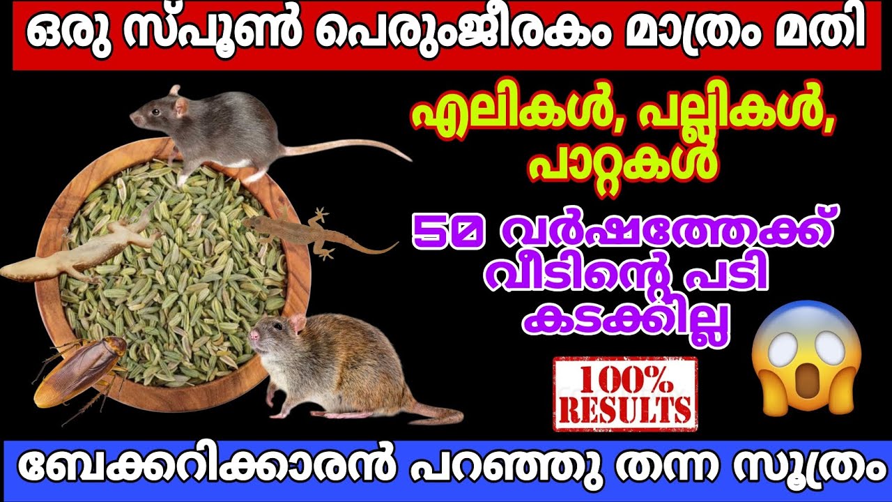 ഒരുസ്പൂൺ പെരുംജീരകത്തിൽഇങ്ങനെ ഒറ്റിച്ചാൽഎലി,പല്ലി വംശപരമ്പര നശിക്കും/ബേക്കറിക്കാരൻ പറഞ്ഞുതന്ന സൂത്രം