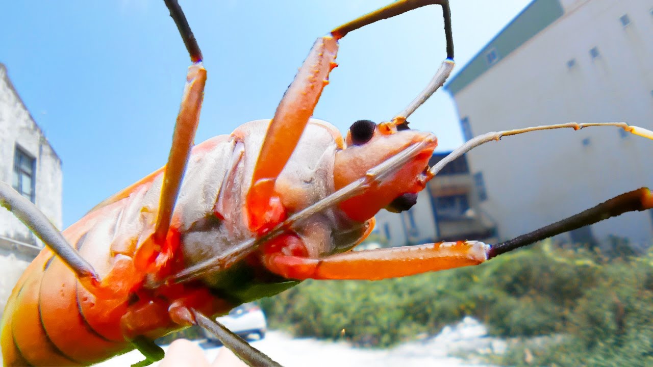 台湾はヤバい虫だらけ。もう手に負えない