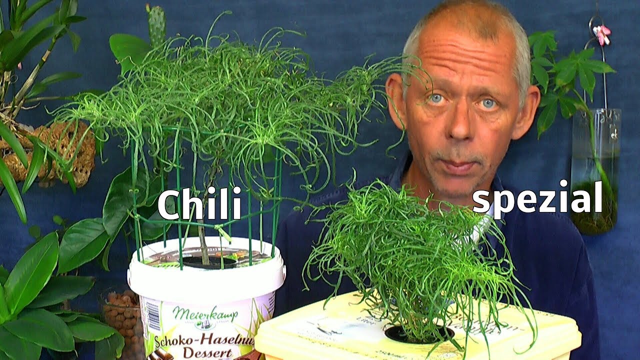 Chili Spezial wichtiges zur Hydroponik für Anfänger und Fortgeschrittene Die Mutant Chili im Wachstu