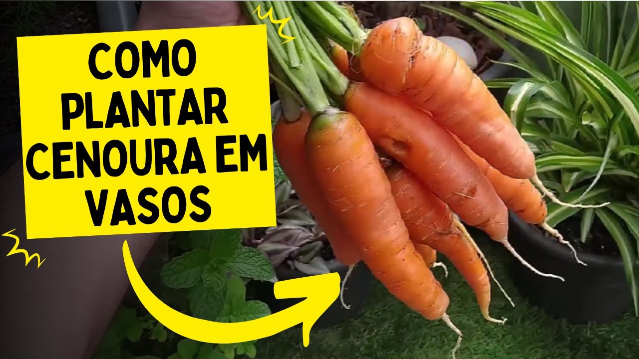 SAIBA COMO CULTIVAR CENOURA EM VASOS EM ATÉ 100 DIAS (Todas as etapas)