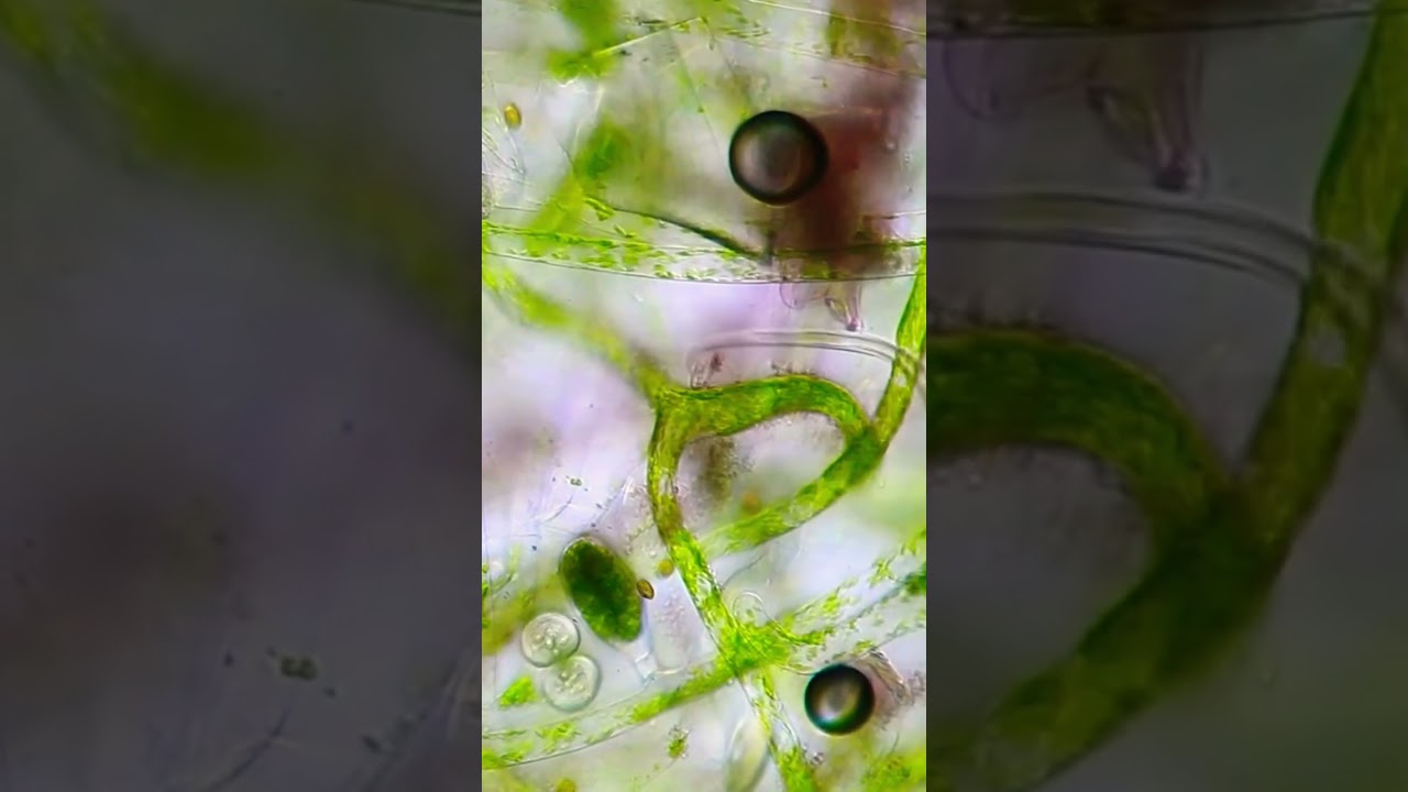 Burger King Hamburger under the Microscope #microscope #science