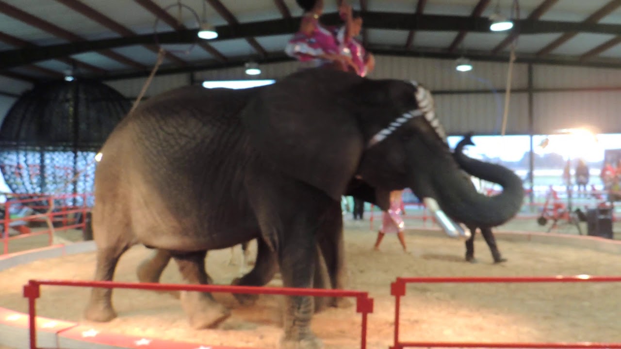 Circus Pages Elephant & Camel Liberty Act