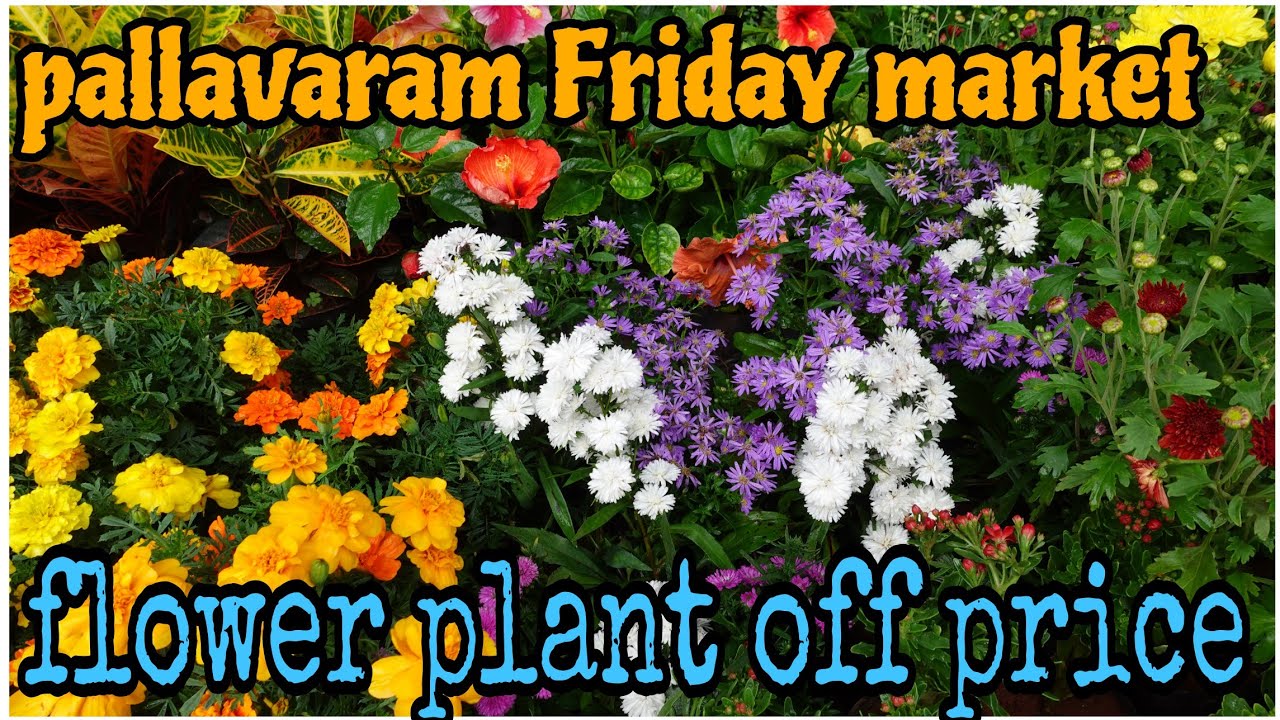 pallavaram Friday market flowers shop
