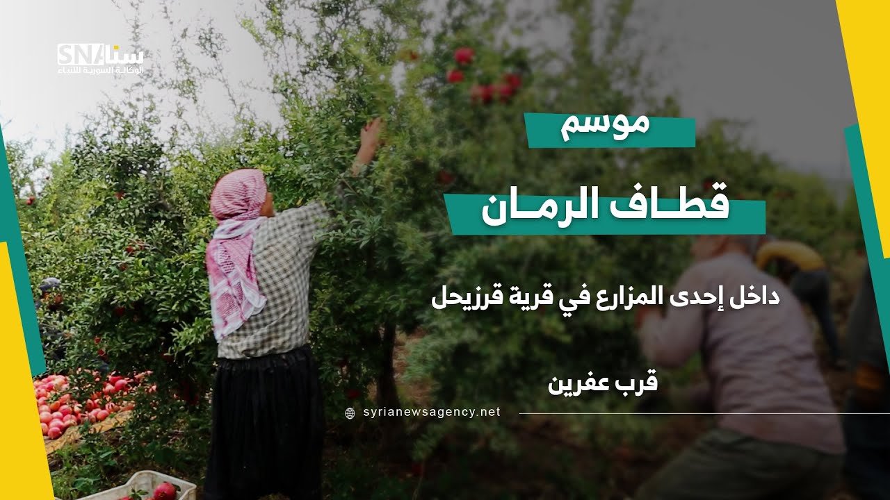 موسم قطاف الرمان في قرية قرزيحل.📍منطقة عفرين - ريف حلب
