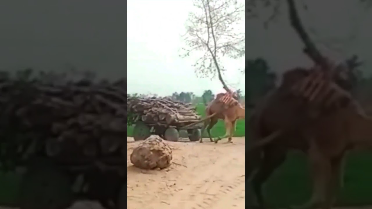 #Camel Pulling Big Weight#Camel Pulling Big Loaded Cart#