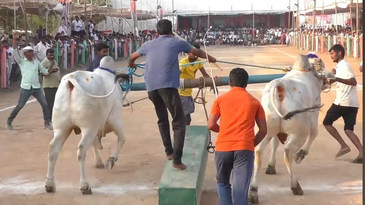 2024 మేళ్లచెరువు రెండుపళ్ళు || బెల్లంకొండ రామయమ్మ ఎంపీపీ గారు & ఏటుకూరి శ్రీనివాసరావు గారి గిత్తలు