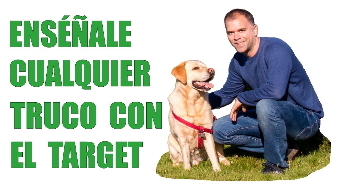 ¿Tu Perro NO APRENDE? Usa el TARGET para Enseñarle Cualquier TRUCO!