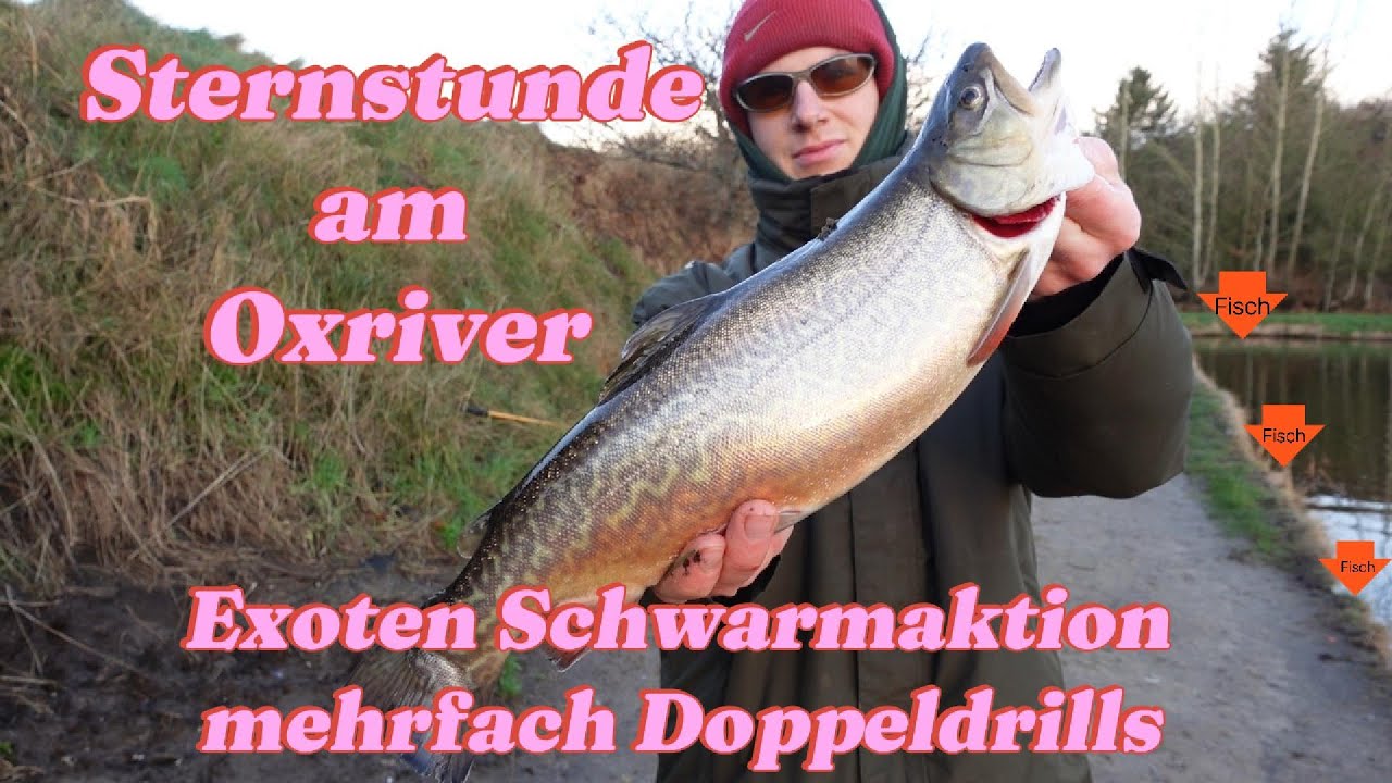 Sternstunde am Oxriver Put and Take, forellenangeln in Dänemark Schwarmaktion der extra Klasse!!