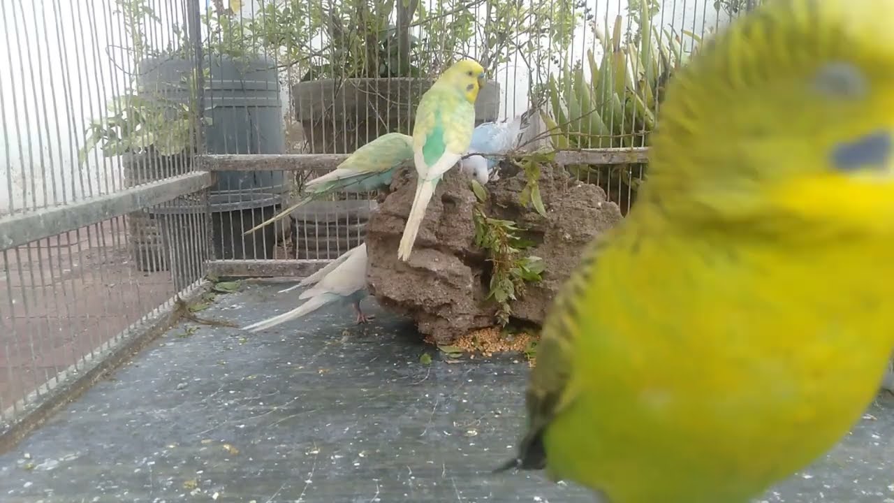 Peaceful Budgie Scene for Sleep and Night Relaxation