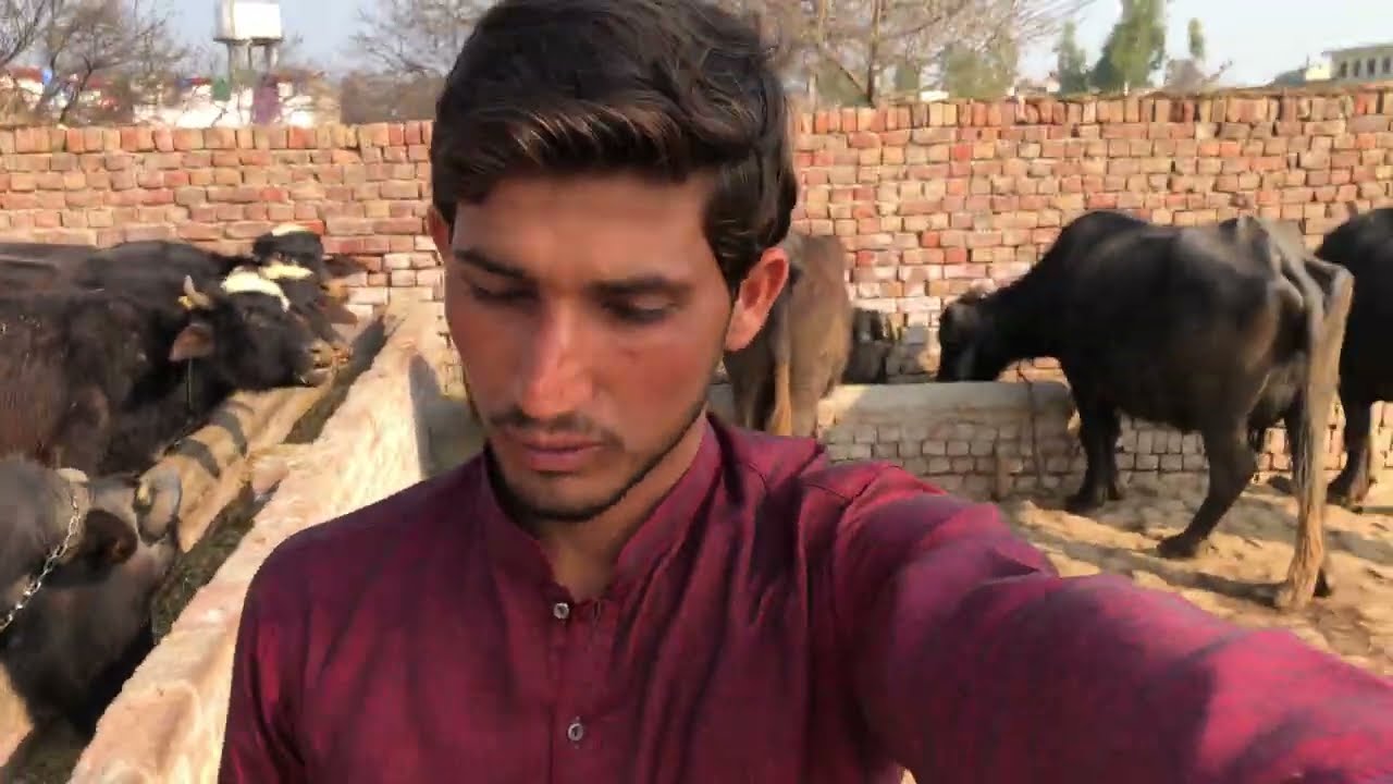 My first vlog buffalo feeding | village life Pakistan | village buffalo vlog 