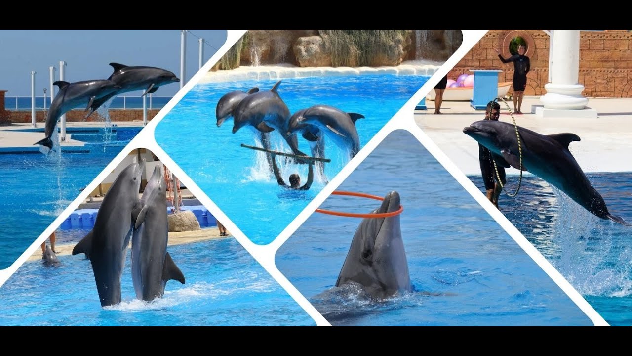 Swim with Dolphins and Dolphin Show | From Side and Alanya #alanya #dolphinshow #swimwithdolphins