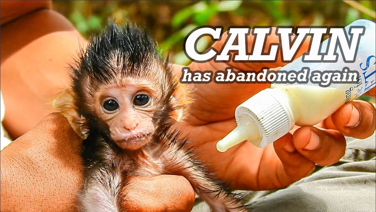 OMG! Baby Calvin has abandoned again! We have rescured before return a book Calvin to Casi instead.