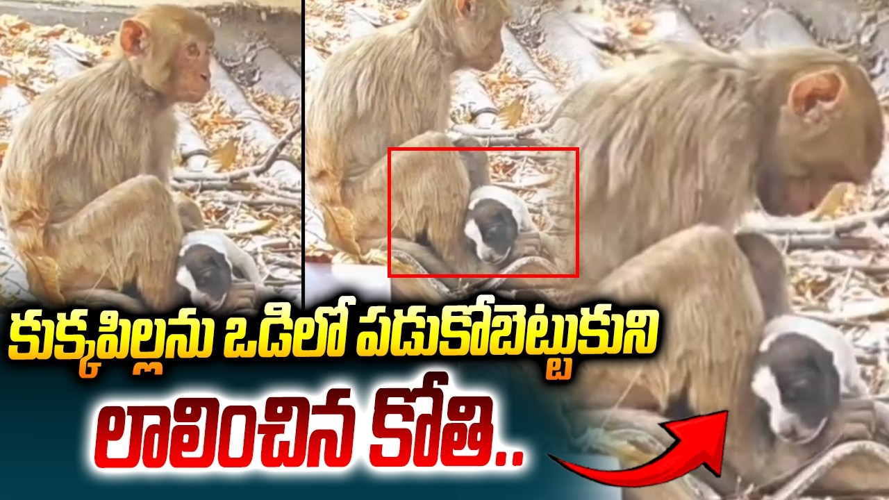 కుక్కపిల్లను ఒడిలో పడుకోబెట్టుకుని లాలించిన కోతి.. | Peddapalli Monkey Viral Video | ABN Telugu
