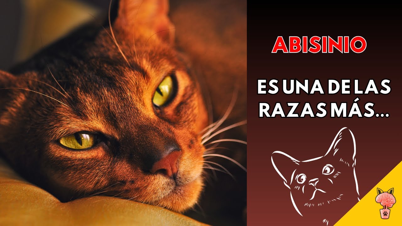 Gato Abisinio: ¿El Linaje Más Antiguo de los Felinos? 🐱🏛️ #curiosidadessobregatos #gatos
