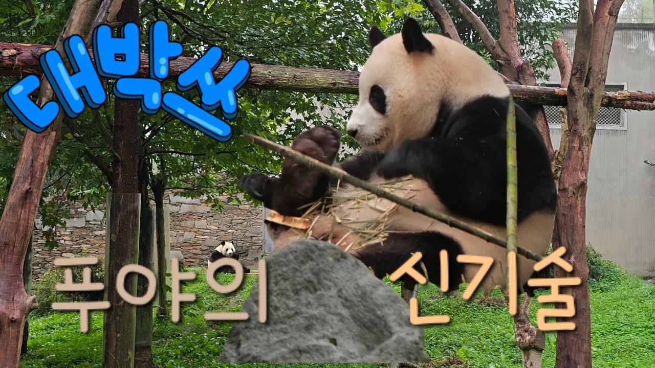 9/21 푸바오실시간 오전(1) 모닝대나무 감자다리로 올려서 얍!!! 너무 귀여워요. 댓잎은 쬐금 !!!!!