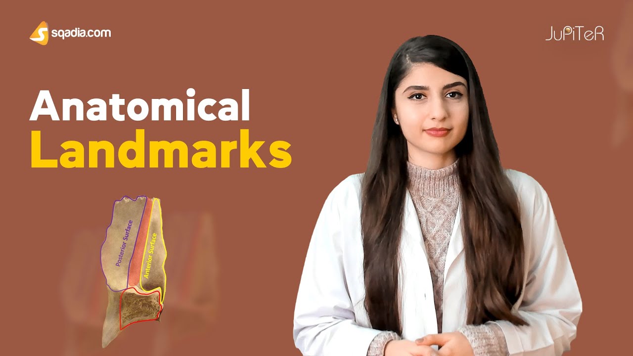 Lacrimal Bone | Anatomy of Lacrimal Gland, Duct and Apparatus | sqadia.com